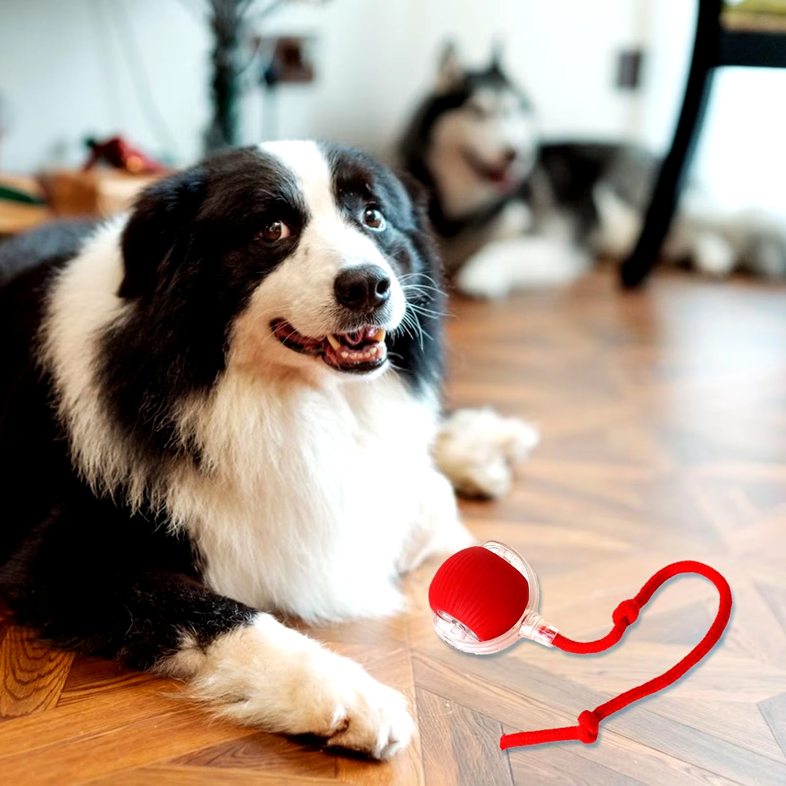 Lettuce Interactive Pet Toy Ball | Smart Electric & Rechargeable for Cats and Dogs