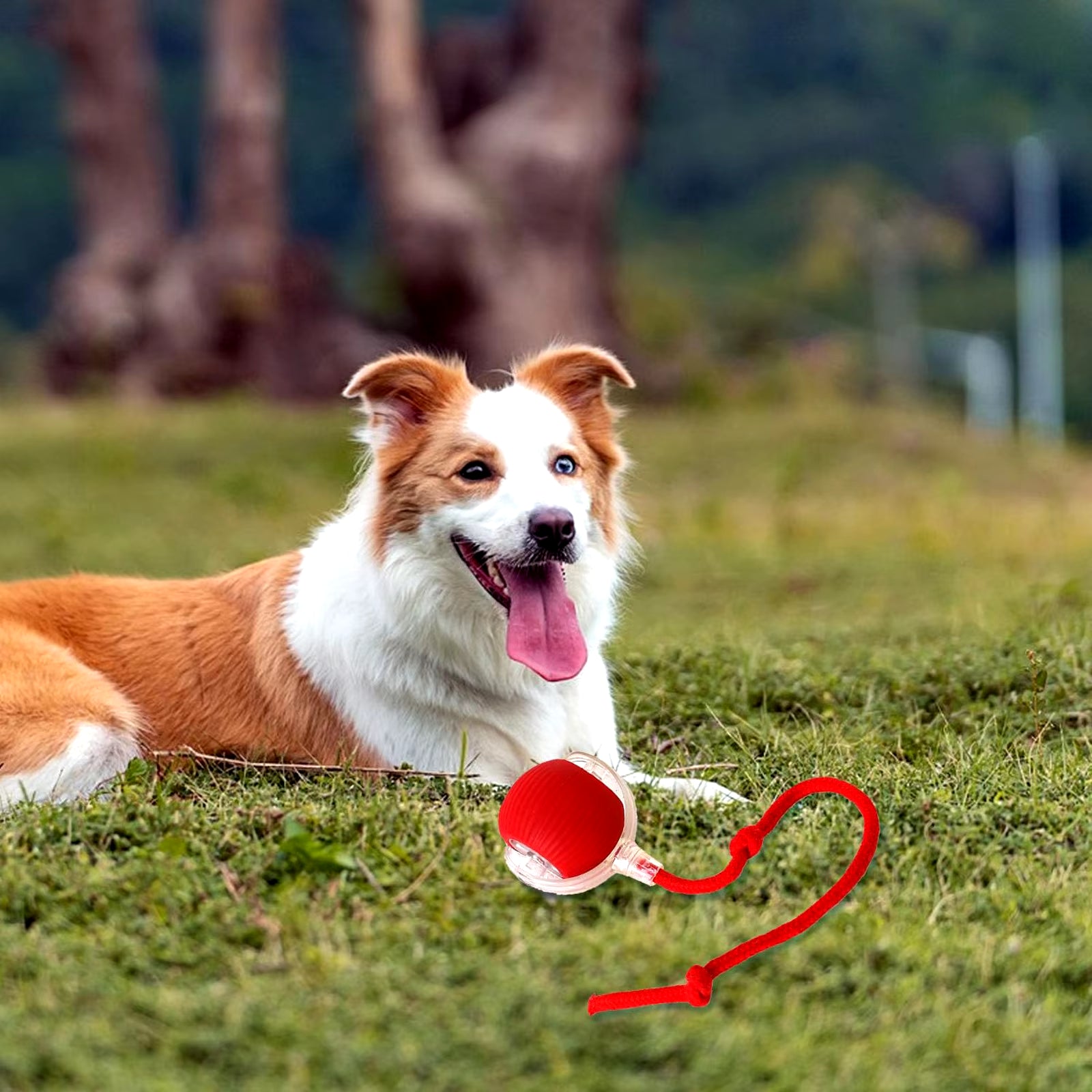 Lettuce Interactive Pet Toy Ball | Smart Electric & Rechargeable for Cats and Dogs